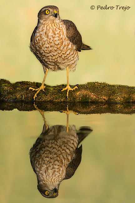 Gavilán (Accipiter nisus)